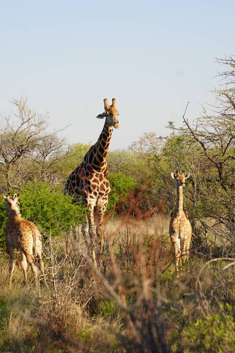 Botswana Border Hop — Gaborone & Mokolodi